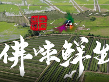 视频｜人间烟火里，寻味最佛山