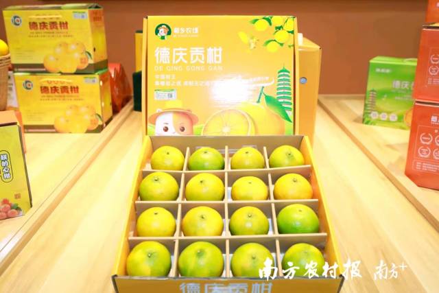 德庆贡柑产品深受消费者欢迎