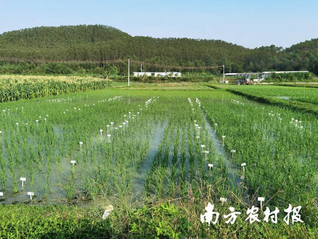 廣東鮮美在江門開平的水稻試驗基地,。