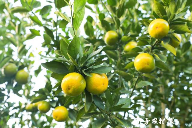 德庆贡柑进入最佳品尝期