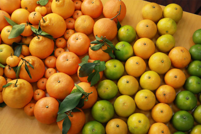 广东柑橘品类丰富