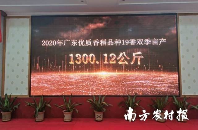 2020年,，19香在廣東省興寧市的百畝連片種植,，創(chuàng)下早晚雙季畝產(chǎn)共1300.12公斤雙季高產(chǎn)紀錄， 標志著廣東優(yōu)質(zhì)香稻進入高產(chǎn)時代,。