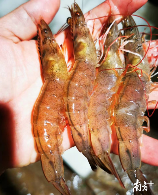 大鳌南美白对虾。