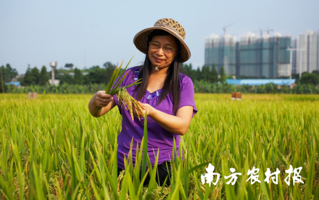 廣東鮮美水稻種業(yè)分公司總經(jīng)理、首席育種家江奕君在田間,。