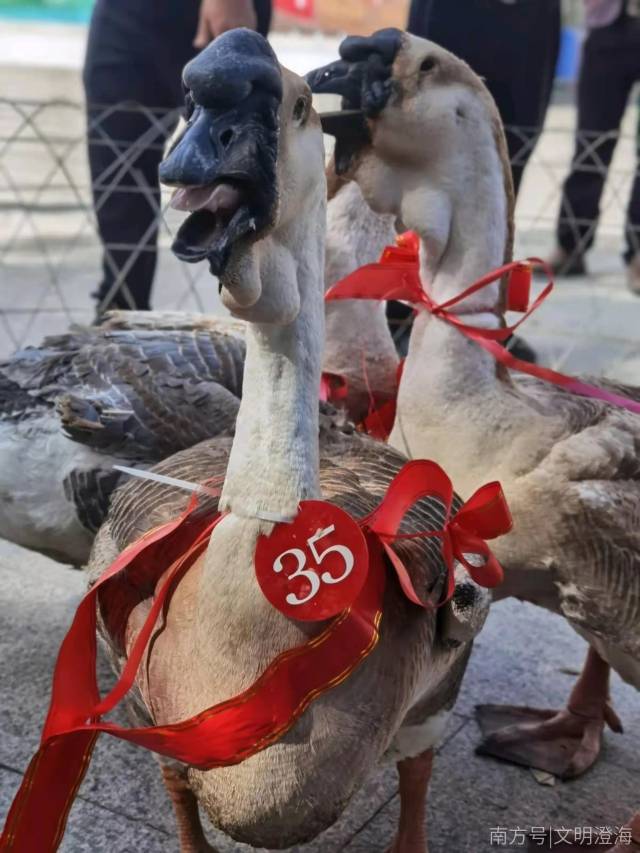 重达34.4斤的“狮头鹅王”。