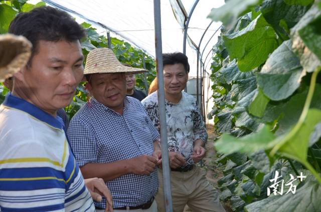 代表團參觀常喜農(nóng)業(yè)公司蜜瓜基地