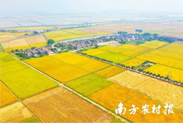 今年广东晚稻再次迎来丰收，图为江门台山连片的优质丝苗米稻田