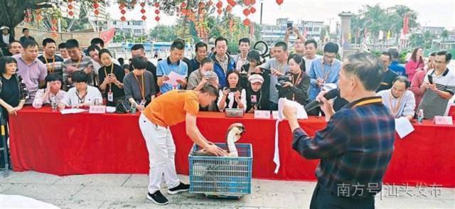 2020年“狮头鹅王”评选现场。