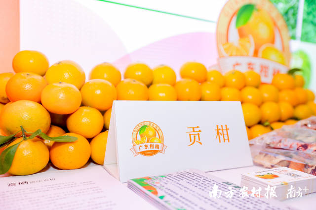 “粤字号”贡柑向来以优异的品质、美味的口感深得消费者的喜爱。