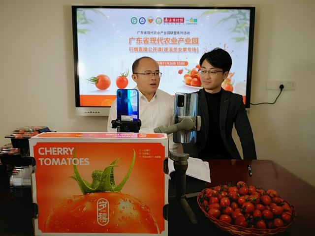遂溪界炮镇镇长岑志东直播推介遂溪圣女果。