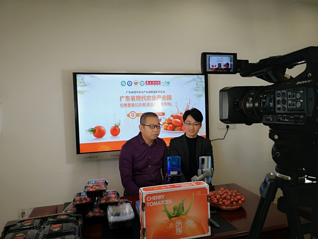 湛江市铭景农业发展有限公司总经理陈建平介绍圣女果上市行情。