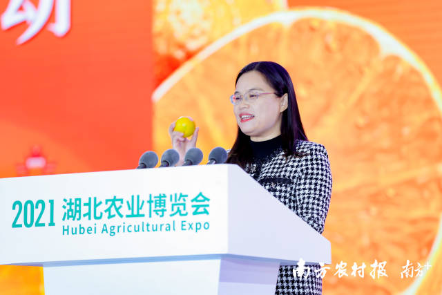 德庆县人民政府副县长植思华：“德庆贡柑集柑的爽脆、橙的清甜、柚的蜜香于一身。欢迎全国采购商前来采购，也欢迎全国人民前来品尝。”&nbsp;