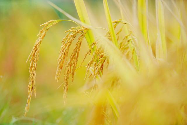 南方农村报 程麒 拍摄