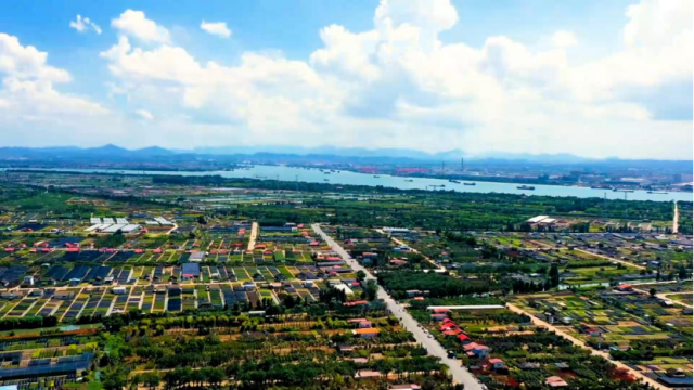 横栏镇花木基地