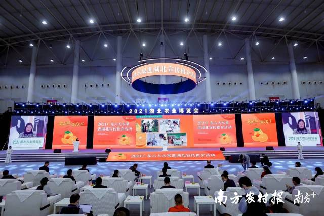 湖北武汉成为今年德庆贡柑走出省外的首站。