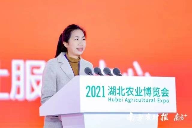 德庆县农民合作社服务中⼼负责⼈陈慧推介德庆贡柑。