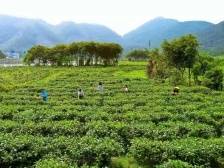 “高明干部要把办公室设到田间地头工厂车间”｜聚焦党代会