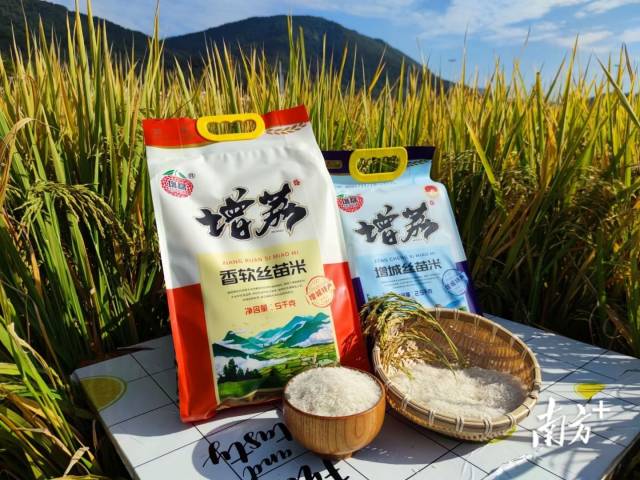 增荔牌增城丝苗米 梁思毅 供图