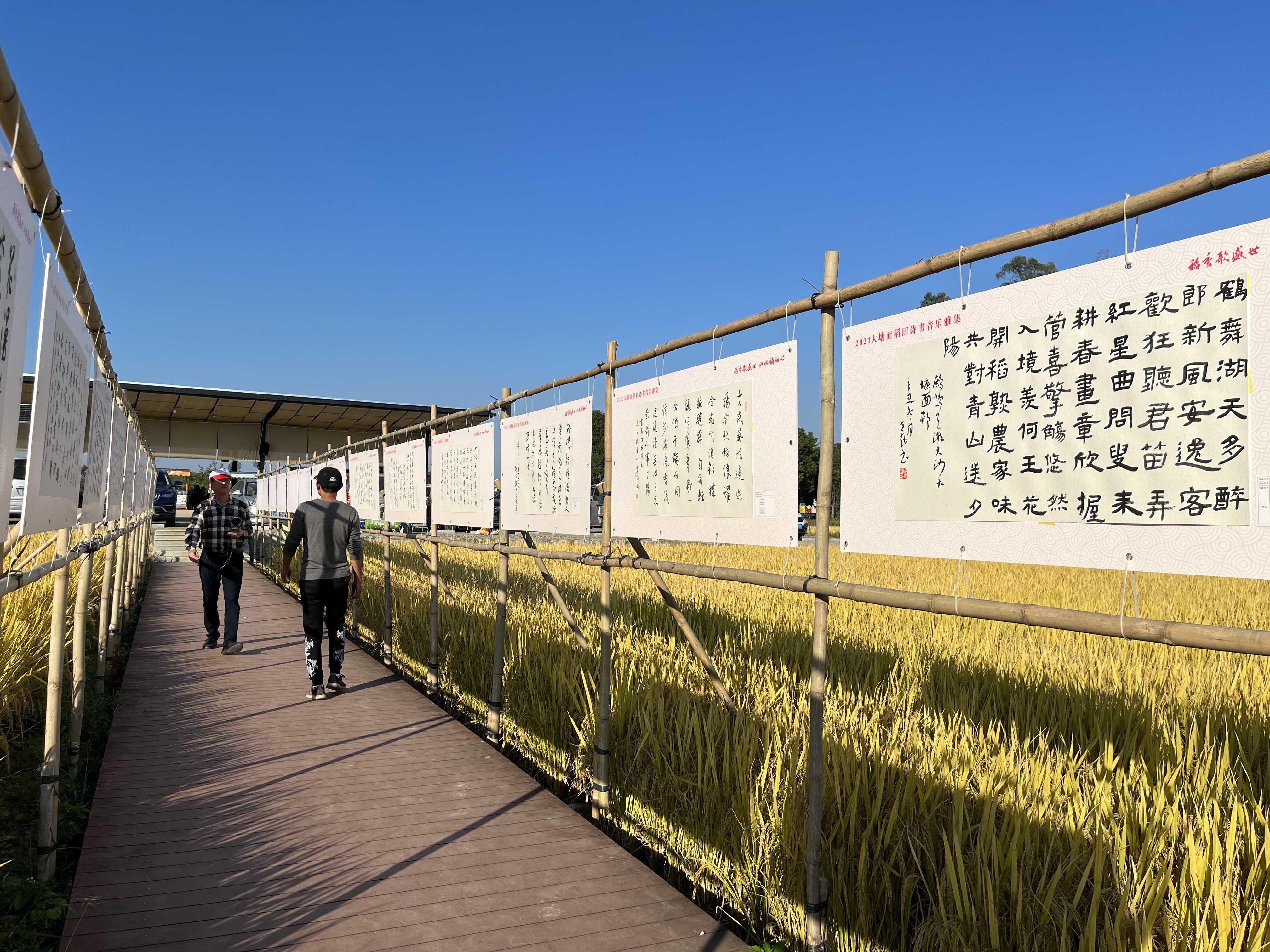 开平举办2021大塘面稻田诗书音乐雅集。 南方+ 郑琦 拍摄