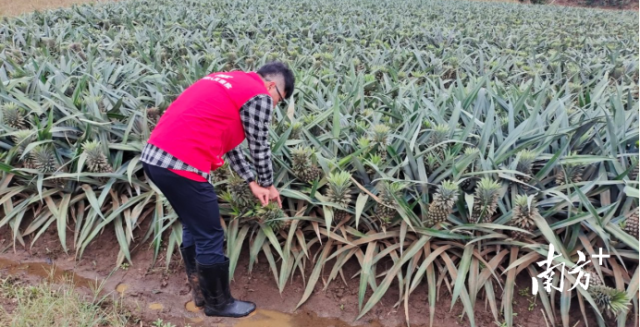 人保财险广东省分公司理赔人员在徐闻开展灾后定损工作