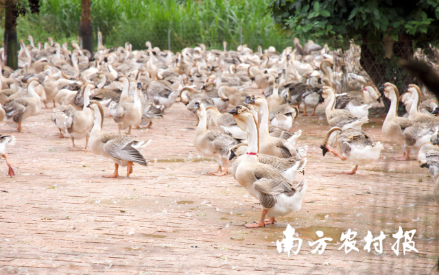 原种鹅脖颈上带有红色标记 