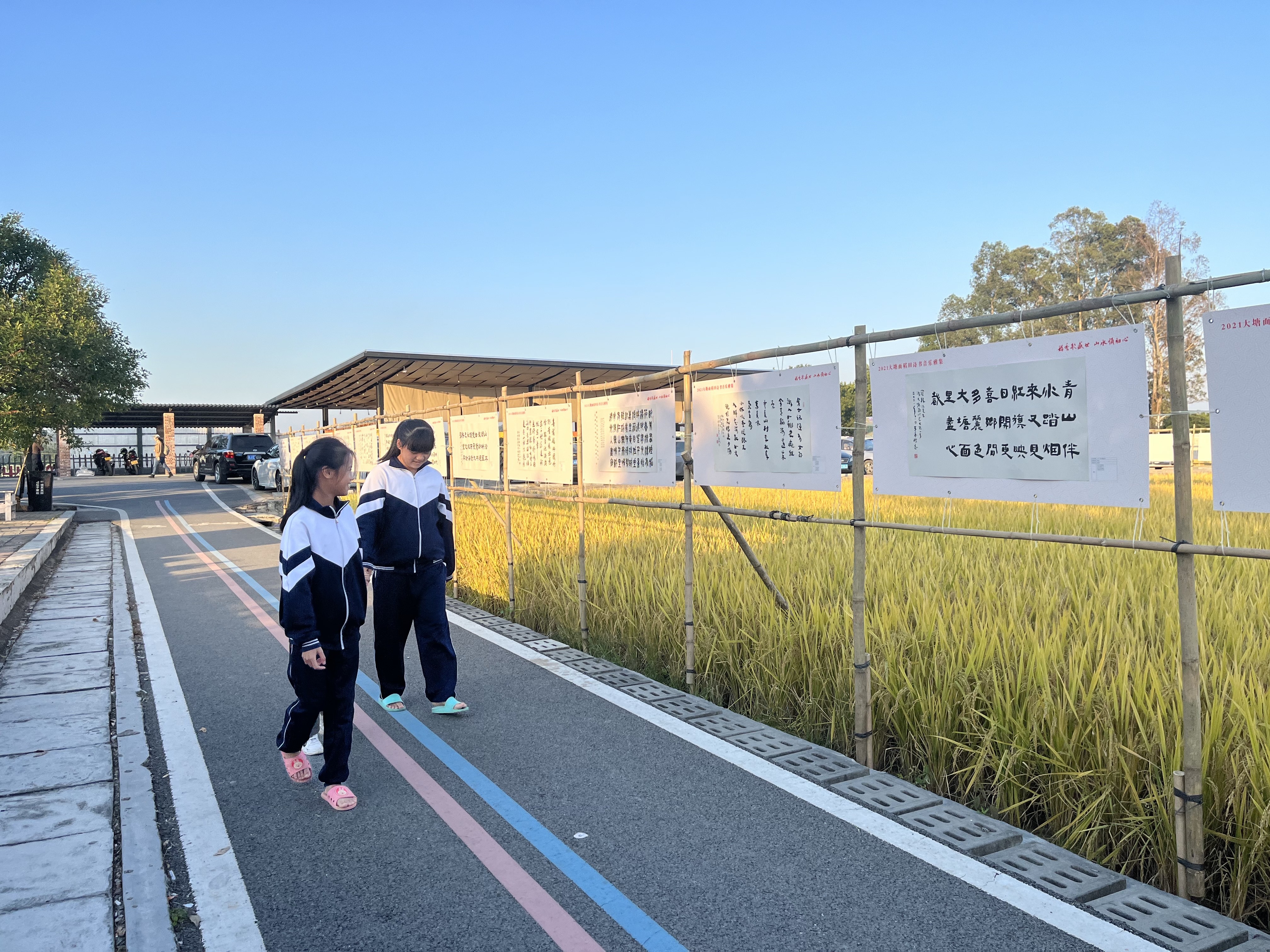 开平举办2021大塘面稻田诗书音乐雅集。 南方+ 郑琦 拍摄