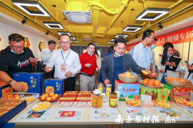 评委品鉴柑橘并打分