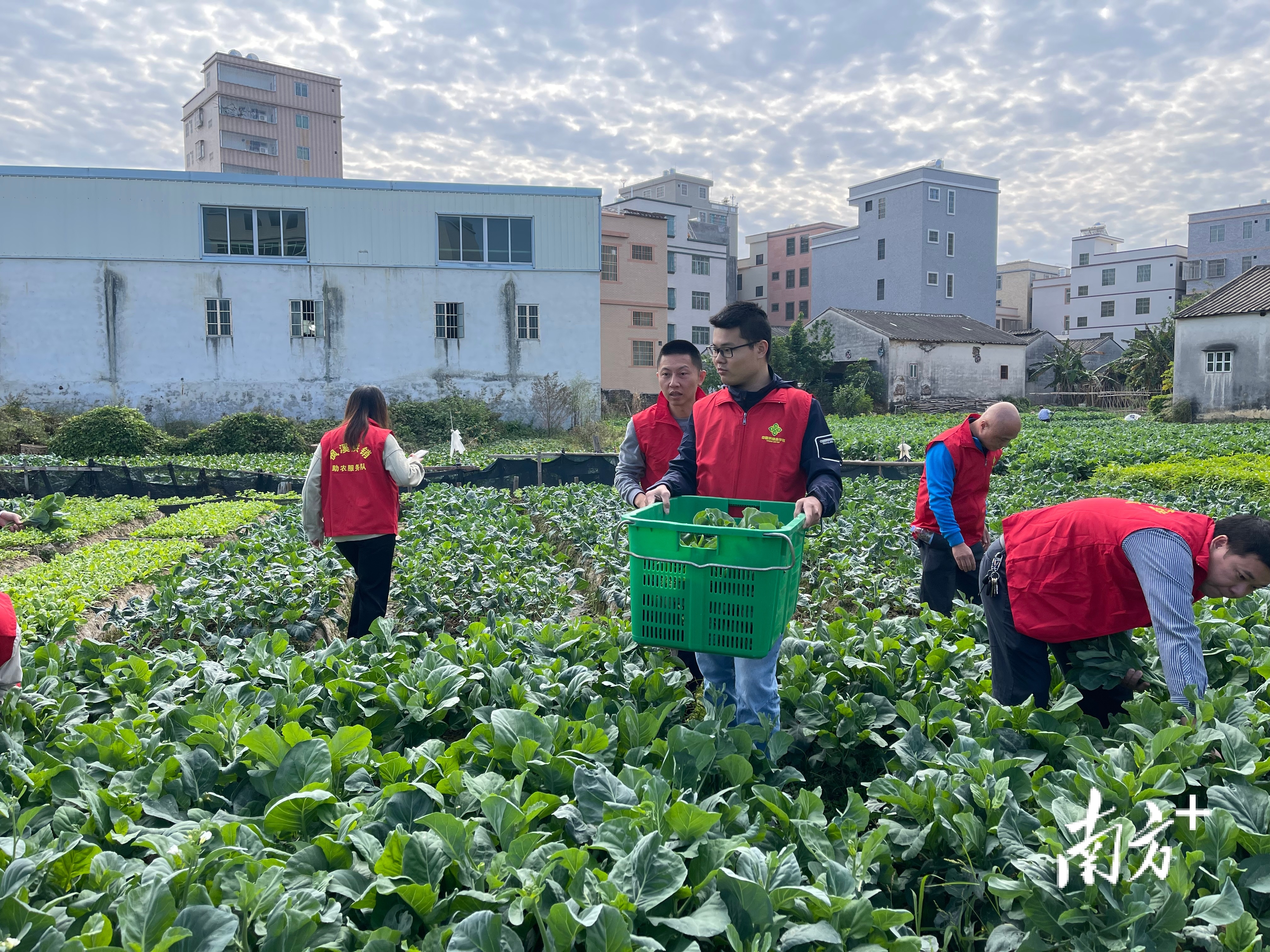 潮州供销社系统的党员干部职工走进田间地头采摘芥兰。 潮州供销社系统的党员干部职工走进田间地头采摘芥兰。
