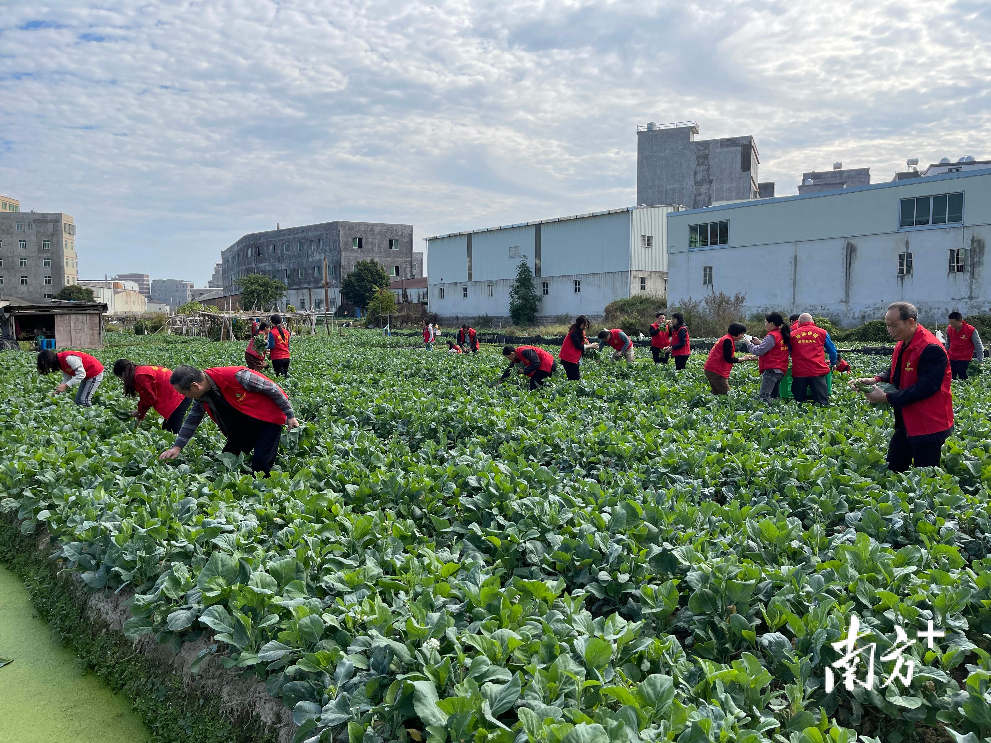 潮州供销社系统的党员干部职工走进田间地头采摘芥兰。