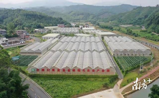 2019年，英德市连樟村果茶菜产业园纳入省级现代农业产业园建设。凭借项目资金支持，连樟村特色农业发展迅猛，“农业高质高效、农村宜居宜业、农民富裕富足”已是连樟村的真实写照。&nbsp;