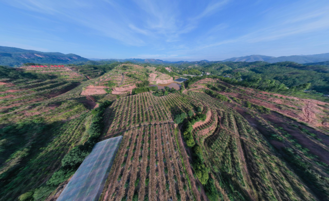 標(biāo)準(zhǔn)化種植基地