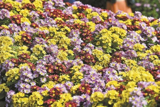 北方雪纷飞鹏城花正艳 这份冬日赏花攻略请收好 南方plus 南方