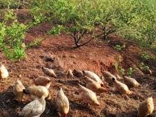 惠州诞生“亿元村”