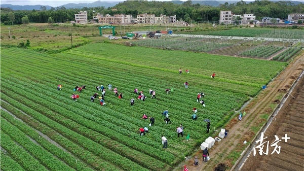 来自深圳的游客在龙田镇邬村小径村小组的果蔬基地体验采摘。南方日报记者 梁维春 摄 来自深圳的游客在龙田镇邬村小径村小组的果蔬基地体验采摘。南方日报记者 梁维春 摄