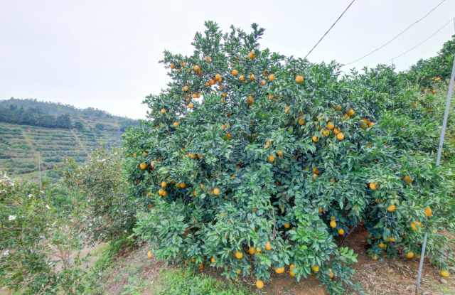 臍橙樹下