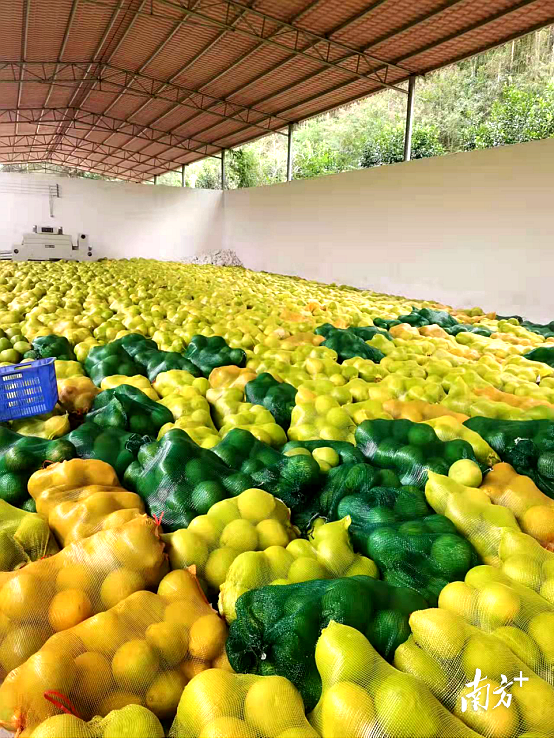 曲江白土镇龙皇洞村200亩沙田柚喜获丰收