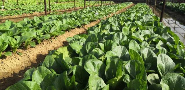 今期展示的叶菜类品种有116个