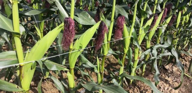 南方农村报 暂无 拍摄