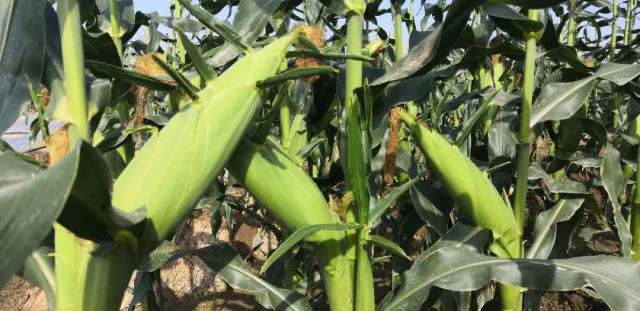 大会展示的特用玉米品种有超甜粟、加甜糯及糯玉米 