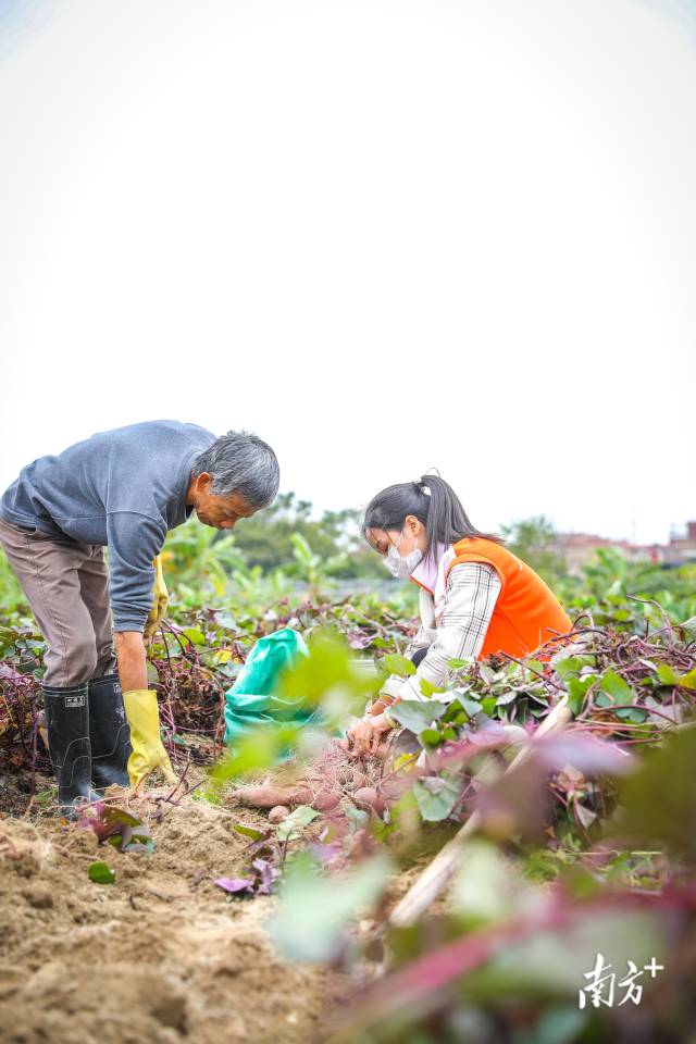 羅燕妮幫助村民收番薯