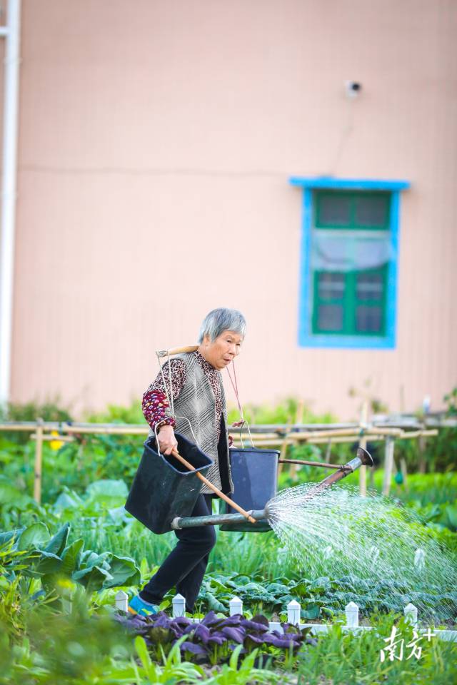 給菜園子澆水的阿婆