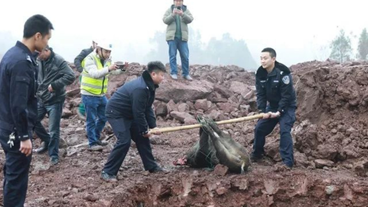 興農(nóng)評(píng)丨農(nóng)民不應(yīng)成為野生動(dòng)物保護(hù)的“埋單者”