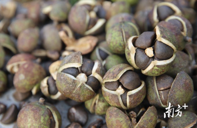 油茶籽 
