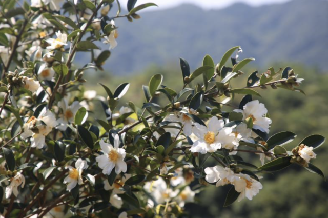 油茶花 