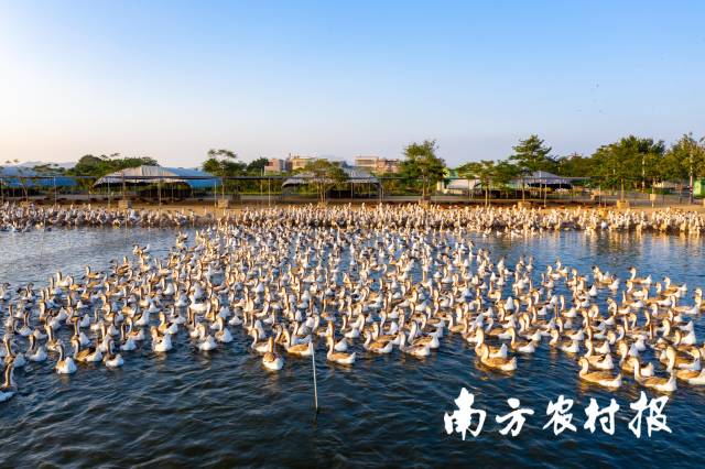 狮头鹅养殖基地  南方农村报 程麒 拍摄