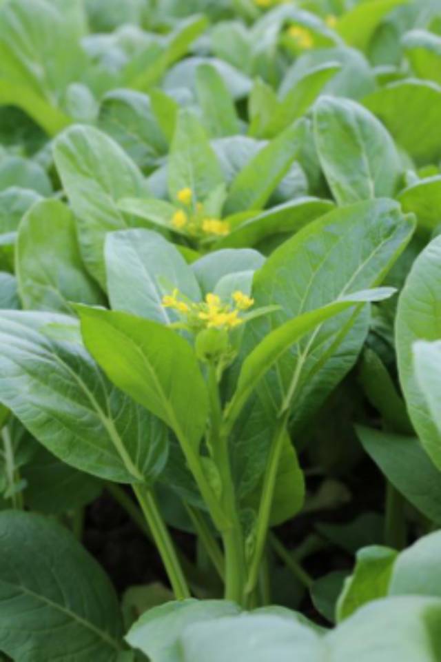 四九菜心-19号早熟，黄绿色，尖叶，叶长22cm，宽13cm，菜薹高18cm，重36.5g，纤维少，品质较好，耐高温多雨，抗炭疽耐霜霉病和软腐病，平均每666.7m2产量800kg。 