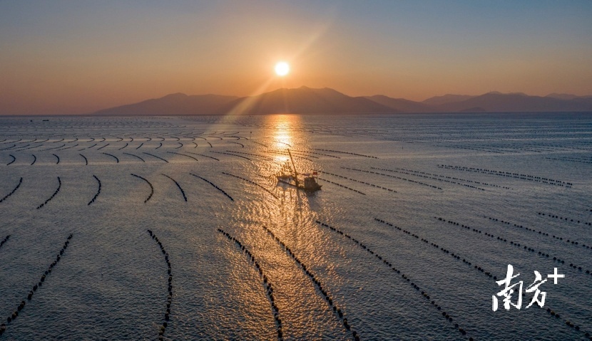 11月30日，江门台山海晏镇公角水域海洋牧场，一排排吊挂着蚝笼的浮球，整齐有序漂排列，工人驾驶着铁船穿行其间打理蚝场。&nbsp; 南方拍客&nbsp;秋歌 供图