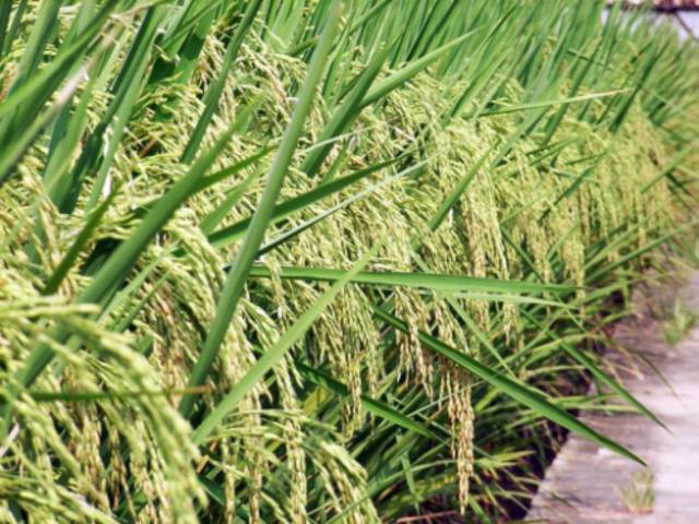 Y两优602（粤审稻2009016）感温型两系杂交稻组合，科高106.7cm，穗长24cm，每穗总粒数153粒，结实率82.4%，千粒重22.6g。早造米质鉴定为国标，省标优质3级，高抗稻瘟病。