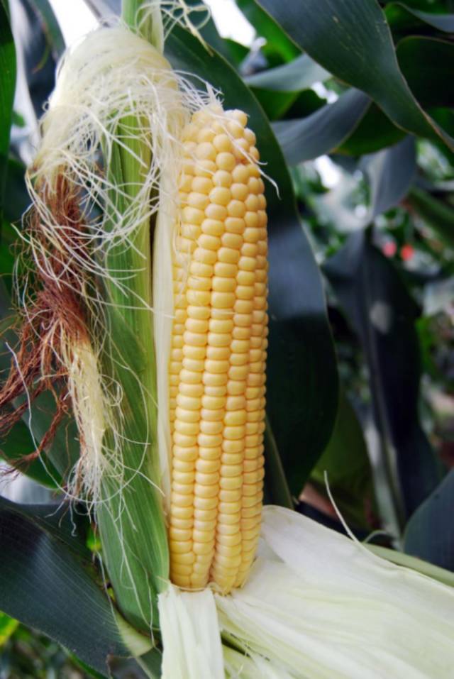 穗甜1号超甜玉米（国审2003078、粤审玉1998001）单交种，株高210-220cm，穗位高75-80cm，果穗鲜粒重286g，纤维少，清甜，爽口，一般每666.7m2产鲜果穗950kg左右。 