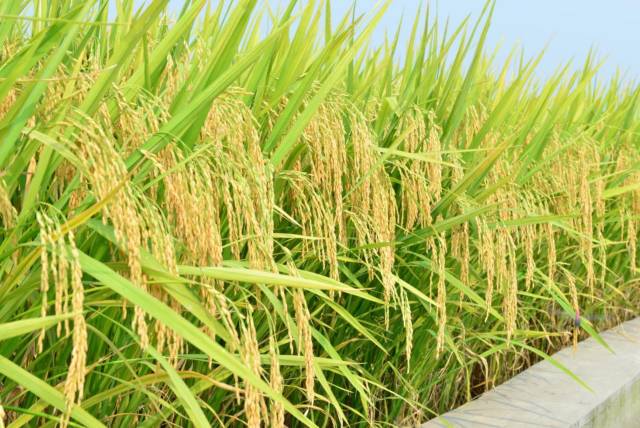 广丰香8号（粤审稻2009023）感温型常规迟熟香稻品种，科高105.2cm，穗长20.4cm，每穗总粒数149.7粒，结实率83.5%，千粒重18.7g，米质鉴定为国标，省标优质2级。